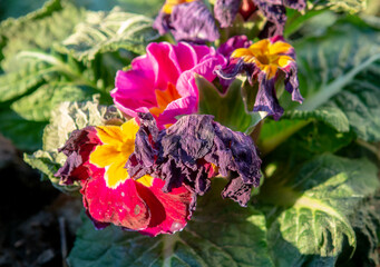 Fototapete bei efototapeten.de bestellen   