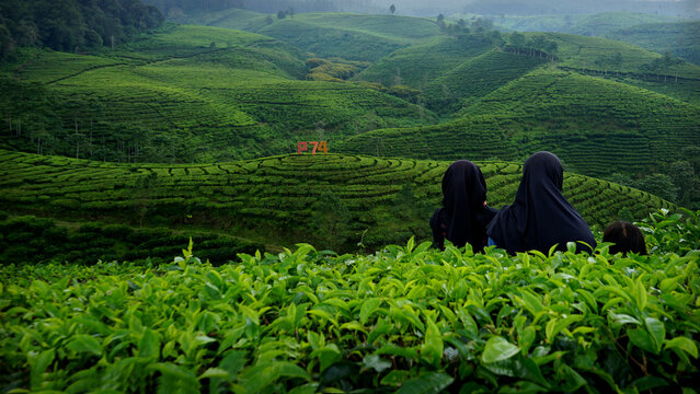 enjoy the fresh air and green views of the Kertowono tea garden, in the Guci Alit sub-district, Lumajang, East Java, Indonesia (selective focus)