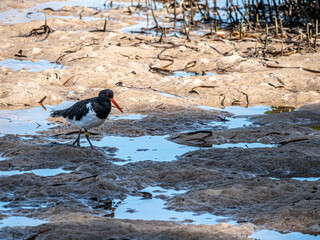 Pied Oystercatcher Walking Into Shade