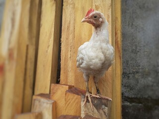 A white color chicken standing on the pieces of woods. Cute small hen looking
