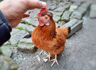 Male hand touching the comb of an orange color hen standing on the ground. Friendly chicken letting the man touch her comb