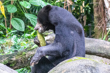 Asian sun bear