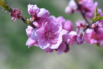 Flowering peach blossoms. Roseceae Deciduous trees. From mid-March to mid-April, bright pink and white flowers decorate the spring garden. 
