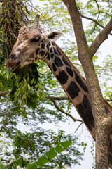 Singapore zoo giraffe