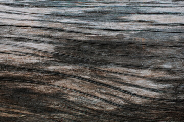 Fototapeta premium Beautiful natural patterns and textures of daytime gray and brown bark. use for background
