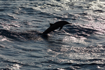 Maldives dolphin leaping out of water