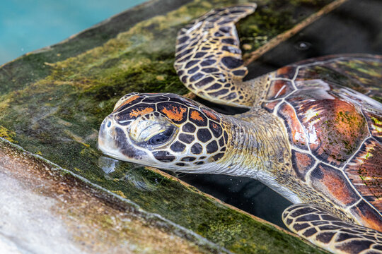 hawksbill turtle