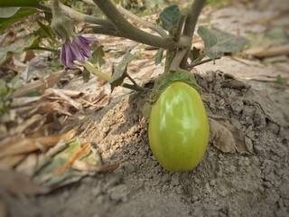 Green color unripe eggplant or brinjal or aubergine hanging on a small plant. Fat eggplant on the ground. Eggplant cultivation close up image. It is a plant species in the nightshade family Solanaceae - Powered by Adobe