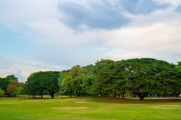 Obraz premium Green tree park in city public park blue sky with cloud
