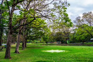 Fototapeta na wymiar Green meadow grass in tree park against blue sky
