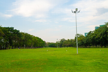 Obraz premium Green meadow grass in tree park against blue sky