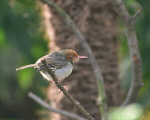 A bird is perching on a tree branch. Close up of The bar winged prinia bird, Prinia familiaris is a species of bird in the cisticola family Cisticolidae