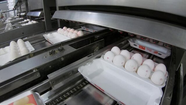 Eggs are moving along the production line. Sorting shop at a poultry farm. Agro-industrial company.