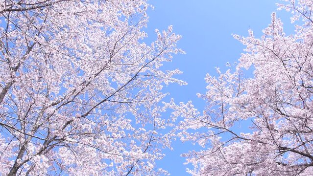 風で舞い散る満開の桜の花びらと青空  4K  2021年4月