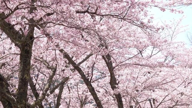 風で舞い散る満開の桜の花びらと青空  4K  パン