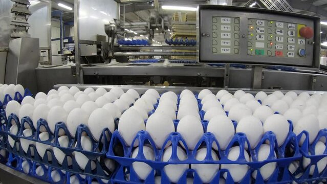 Eggs are moving along the production line. Sorting shop at a poultry farm. Agro-industrial company.