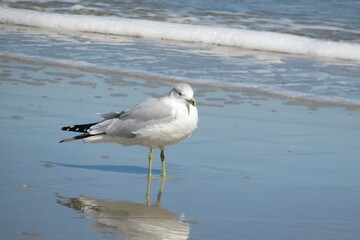 Seagull on the beach in Atlantic coast of North Florida