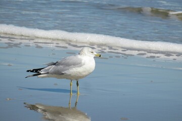 Fototapeta na wymiar Seagull on ocean background in Atlantic coast of North Florida