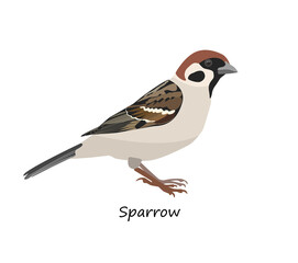 Eurasian tree sparrow isolated on white background. Vector illustration