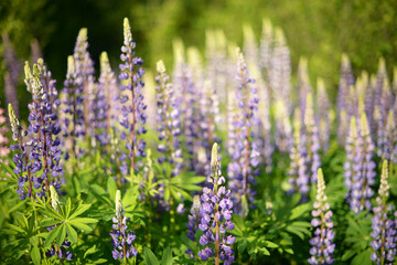 lupine flowers on a Sunny day, blurred background, a clearing of flowers in blue and purple shades of color, a blooming garden