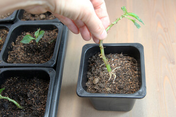 Propagation of plants by cuttings. Balsam Walterra. Roots. Rooting.