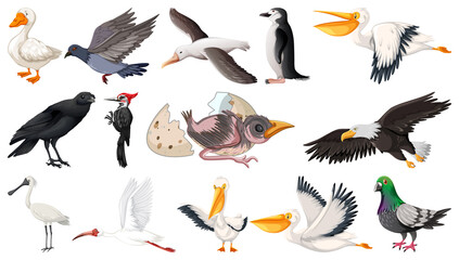 Different kinds of birds collection