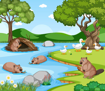 River in the forest with beavers and ducks