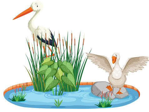 white stork and goose in pond scene clip art preview