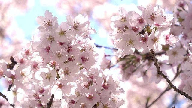 風で舞い散る満開の桜の花びらと青空のクローズアップ  4K