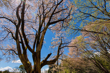 見頃の満開の桜と青空　日本