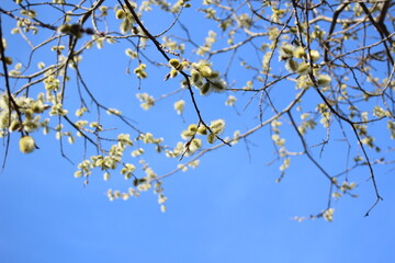 a budding willow branch against the blue sky