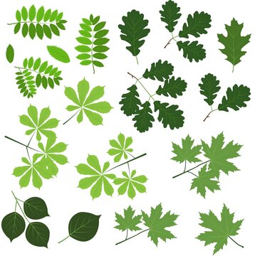 Big set of leaf silhouettes. Isolated figures on a white background. Collection of leaves of maple, chestnut, birch, rowan, oak, poplar, Vector illustration in green color