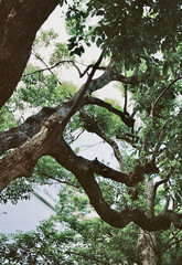 生命力たくましい木　tree in the forest