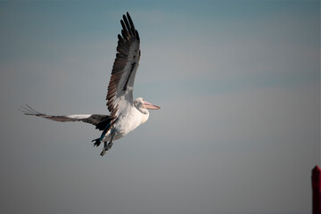 Fototapeta na wymiar pelican in flight across a blue grey sky