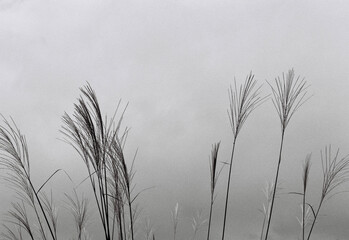 ススキと曇天　grass in the snow