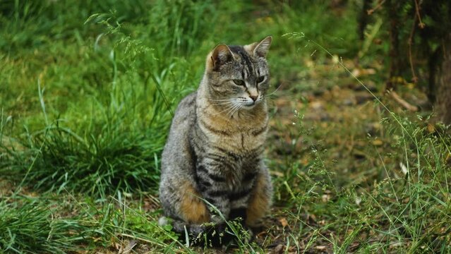 Grey cat sitting in the grass and looking around.4K