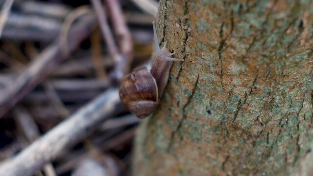 Close-up timelapse of a snail crawling on the stam of a tree.4K