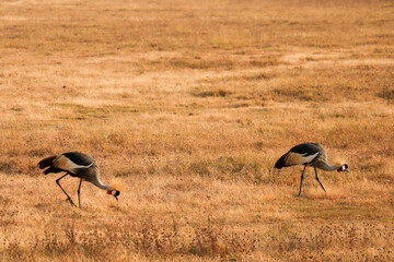two birds in the savanna