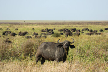 Obraz premium buffalo in the wild