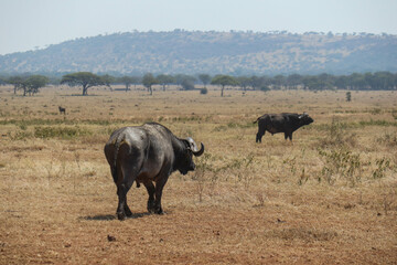 herd of buffalos in Serengeti national park country