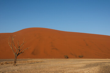 sand dunes in the desert