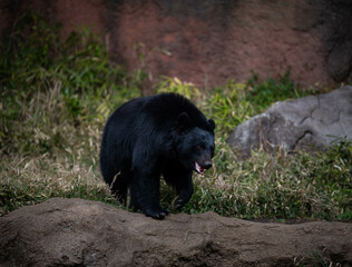 二ホンツキノワグマ