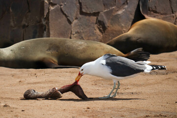 seagull eating a baby sea lion