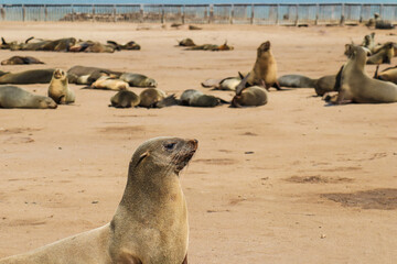 sea lion on the beach