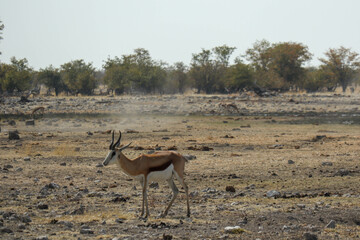 impala in the savannah
