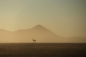 springbok in the morning fog - obrazy, fototapety, plakaty