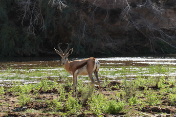 springbok in the forest