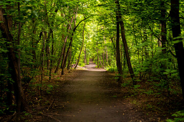 Obraz premium grass close-up. green grass on a sunny day