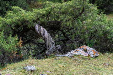 Endless steppe in the valley at the foot of the mountains, bathed in bright sunlight. Amazing view on  green mountains. mountain, covered with green trees, under a blue sky with clouds.