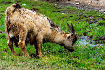 cows graze in the meadow. cows graze at the foot of the mountains. pets walk in the steppe